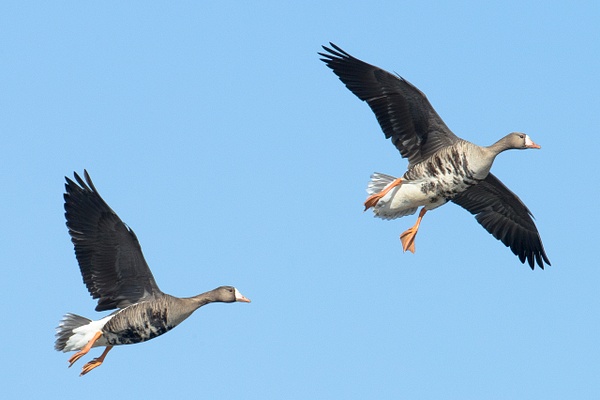 Greater White-fronted Goose-14 - Lynda Goff Photography