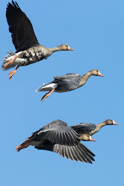 Greater White-fronted Goose-20 - Lynda Goff Photography