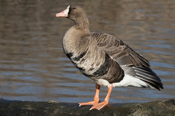 Greater White-fronted Goose-32 - Lynda Goff Photography