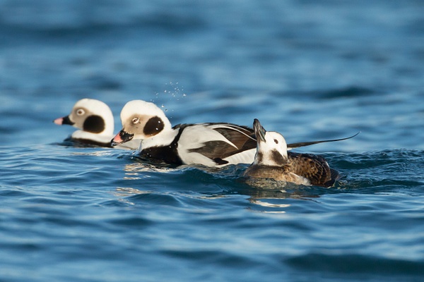 Long-tailed Duck-3 - Lynda Goff Photography