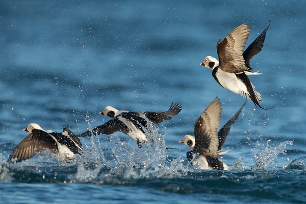 Long-tailed Duck-7 - Lynda Goff Photography