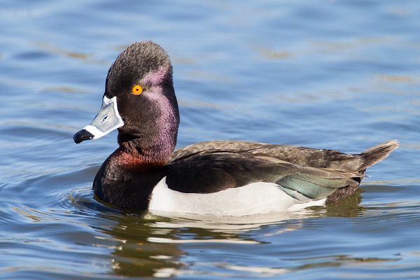 Ring-necked Duck-10 - Lynda Goff Photography