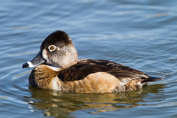 Ring-necked Duck-6 - Lynda Goff Photography