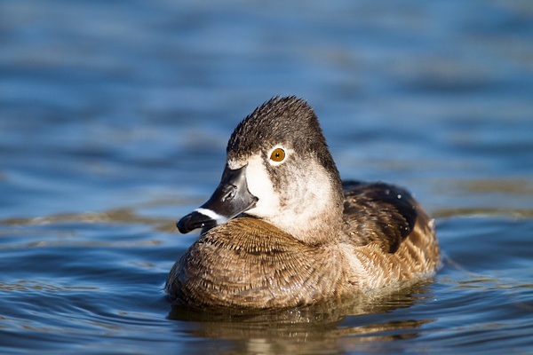 Ring-necked Duck-13 - Lynda Goff Photography