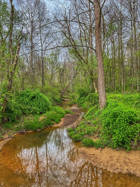 Habitat: Raccoon Creek, Zaleski State Forest, Ohio - Ohio Spring Migration 2022 - Lynda Goff Photography