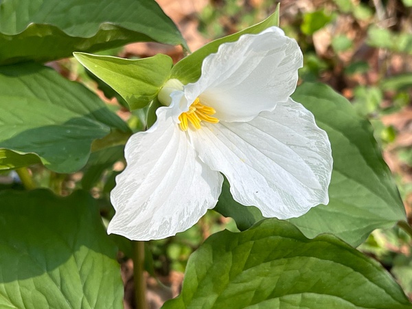 Habitat: Great-white Trillium - Trillium grandiflora - Ohio Spring Migration 2022 - Lynda Goff Photography