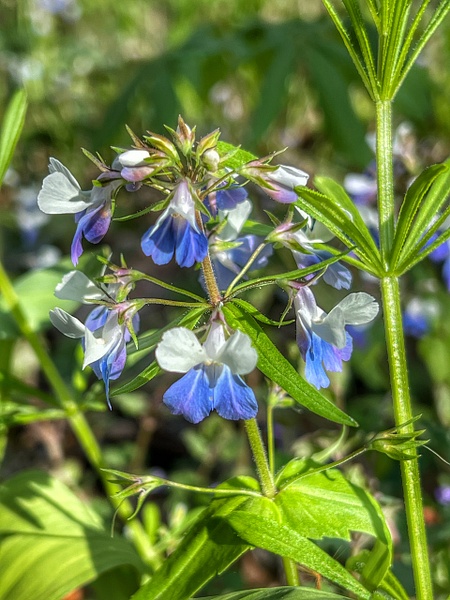 Habitat: Collinsia verna - Blue-eyed Mary - Ohio Spring Migration 2022 - Lynda Goff Photography