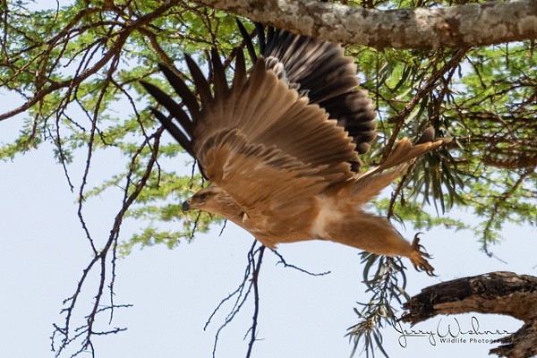Africa_20220324_4746-Edit - Birds of East Africa - THE PORTFOLIO OF JERRY WISHNER 