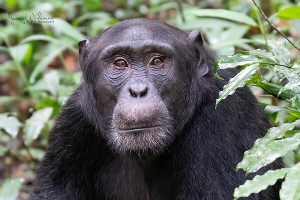 Africa_20220322_4501-Enhanced-Edit - Primates of Uganda - THE PORTFOLIO OF JERRY WISHNER 