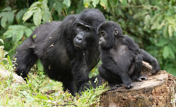 Africa_20220318_1594-Edit - Primates of Uganda - THE PORTFOLIO OF JERRY WISHNER