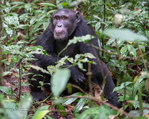 Africa_20220322_4495-Edit - Primates of Uganda - THE PORTFOLIO OF JERRY WISHNER