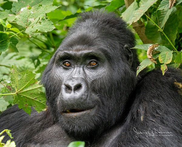 Africa_20220318_1343-Edit - Primates of Uganda - THE PORTFOLIO OF JERRY WISHNER 