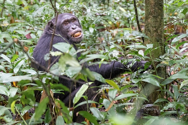 Africa_20220322_4445-Edit - Primates of Uganda - THE PORTFOLIO OF JERRY WISHNER 