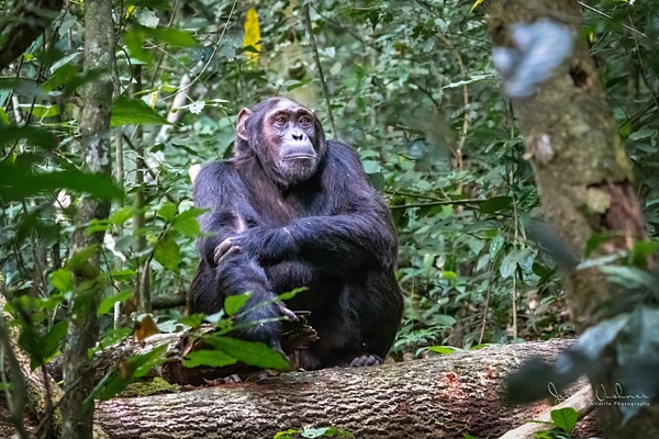Africa_20220321_3841-Edit-Edit - Primates of Uganda - THE PORTFOLIO OF JERRY WISHNER 