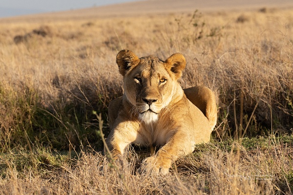 Africa_20220325_5670-Edit - Wildlife of Kenya - THE PORTFOLIO OF JERRY WISHNER 