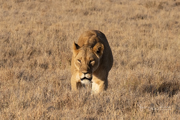 Africa_20220325_5641-Edit - Wildlife of Kenya - THE PORTFOLIO OF JERRY WISHNER