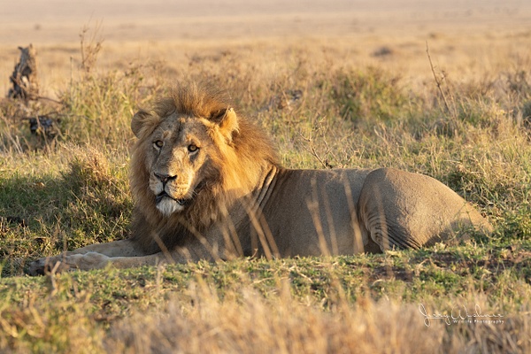 Africa_20220324_5555-Edit - Wildlife of Kenya - THE PORTFOLIO OF JERRY WISHNER 