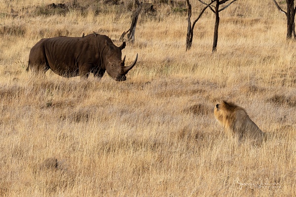 Africa_20220327_7542-Edit-2 - Wildlife of Kenya - THE PORTFOLIO OF JERRY WISHNER 