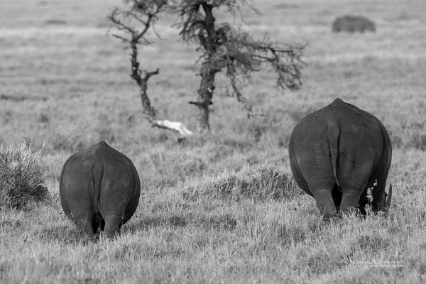 Africa_20220324_5056-Edit - Wildlife of Kenya - THE PORTFOLIO OF JERRY WISHNER 