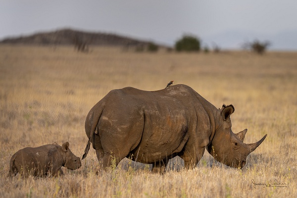 Africa_20220324_4990-Edit - Wildlife of Kenya - THE PORTFOLIO OF JERRY WISHNER