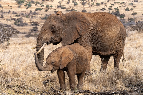 Africa_20220326_7425-Edit-2 - Wildlife of Kenya - THE PORTFOLIO OF JERRY WISHNER
