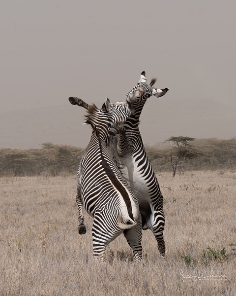 Africa_20220326_6753-Edit - Wildlife of Kenya - THE PORTFOLIO OF JERRY WISHNER 