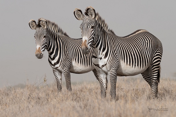 Africa_20220326_7038-Edit - Wildlife of Kenya - THE PORTFOLIO OF JERRY WISHNER