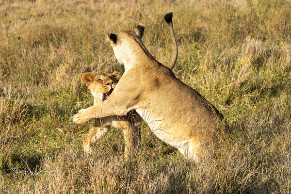 Africa_20220325_5730-Edit - Wildlife of Kenya - THE PORTFOLIO OF JERRY WISHNER