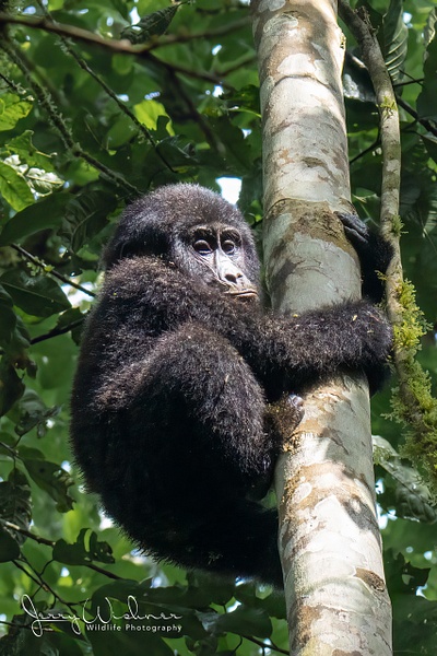 Africa_20220319_2229-Enhanced-Edit - Primates of Uganda - THE PORTFOLIO OF JERRY WISHNER 