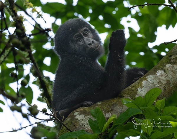 Africa_20220319_2108-Edit-2 - Primates of Uganda - THE PORTFOLIO OF JERRY WISHNER 