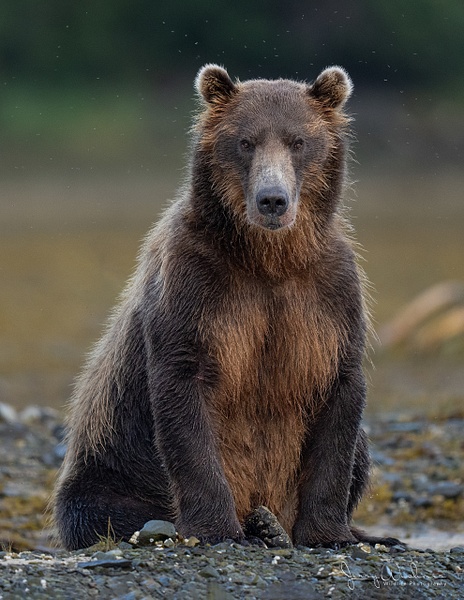 Katmai_20220829_2604-Edit - The Bears of Katmai - THE PORTFOLIO OF JERRY WISHNER