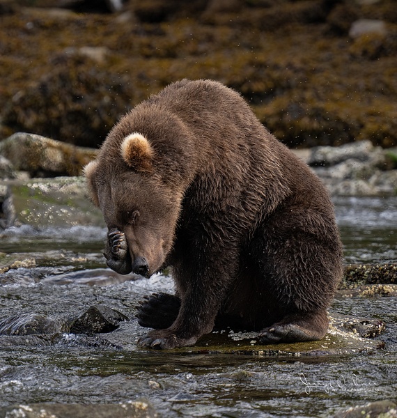 Katmai_20220830_3492-Edit - The Bears of Katmai - THE PORTFOLIO OF JERRY WISHNER 
