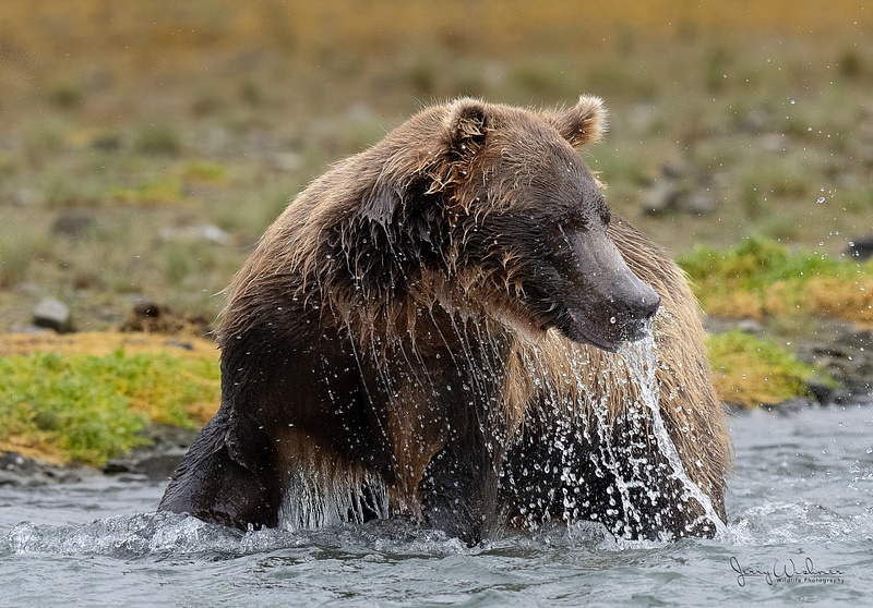 Katmai Bears