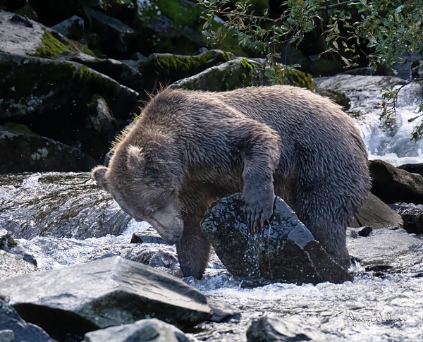 untitled_20220829_3248-Edit - The Bears of Katmai - THE PORTFOLIO OF JERRY WISHNER 