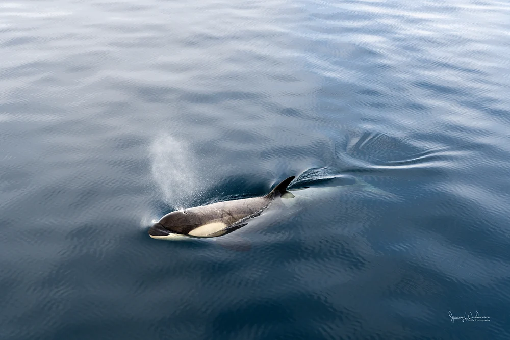 Antarctica_20221207_5907-Edit