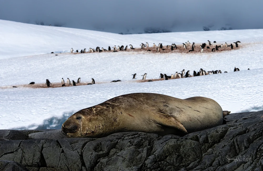 Antarctica_20221206_5024-Edit