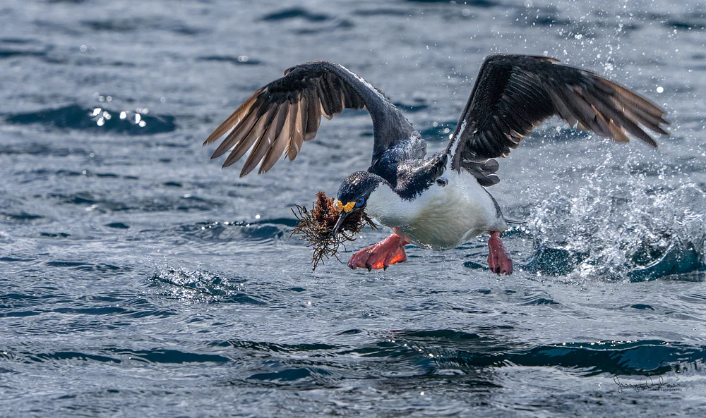 Antarctica_20221206_4898-Edit