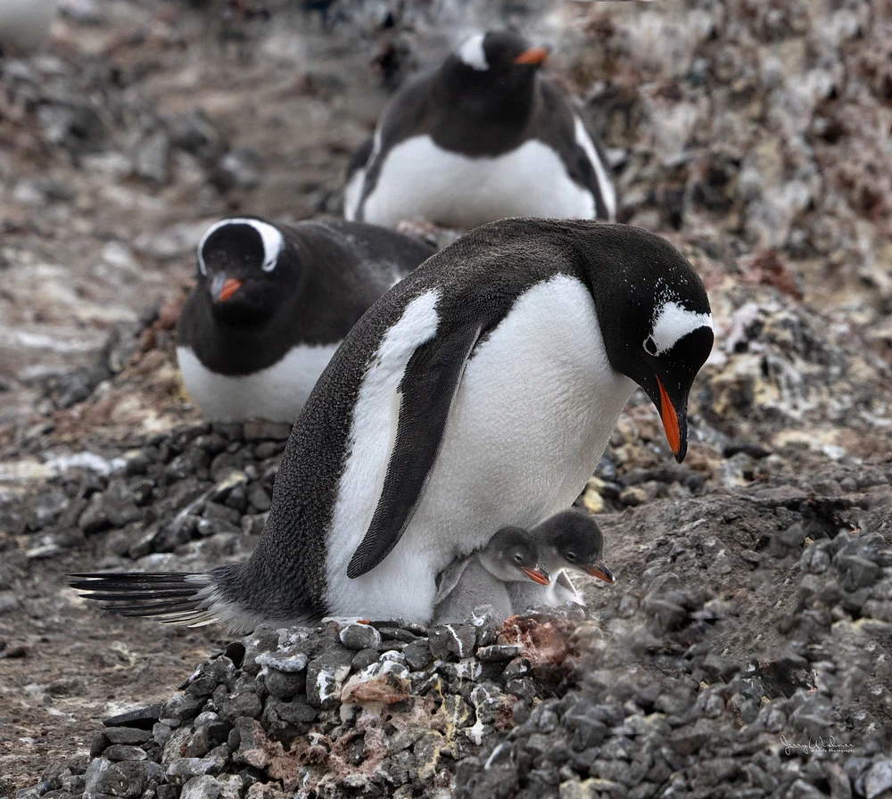 Antarctica_20221208_7618-Edit-2