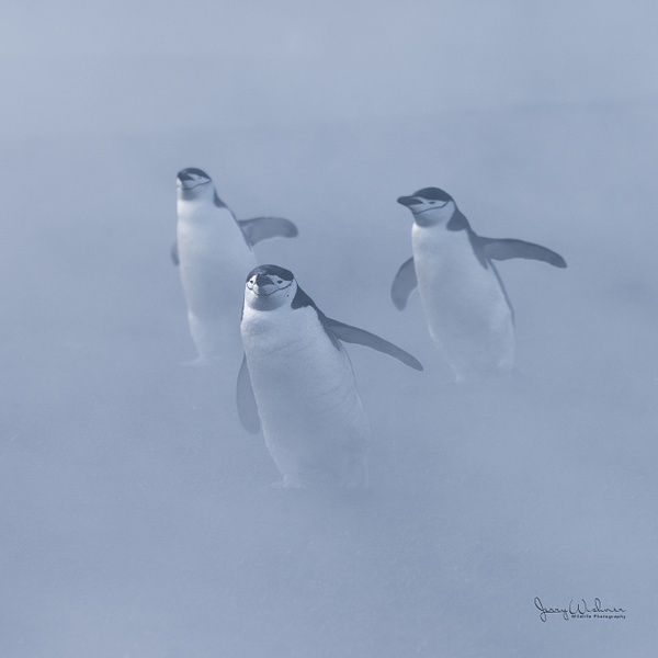Antarctica_20221208_7166-Edit - Antarctica - THE PORTFOLIO OF JERRY WISHNER 