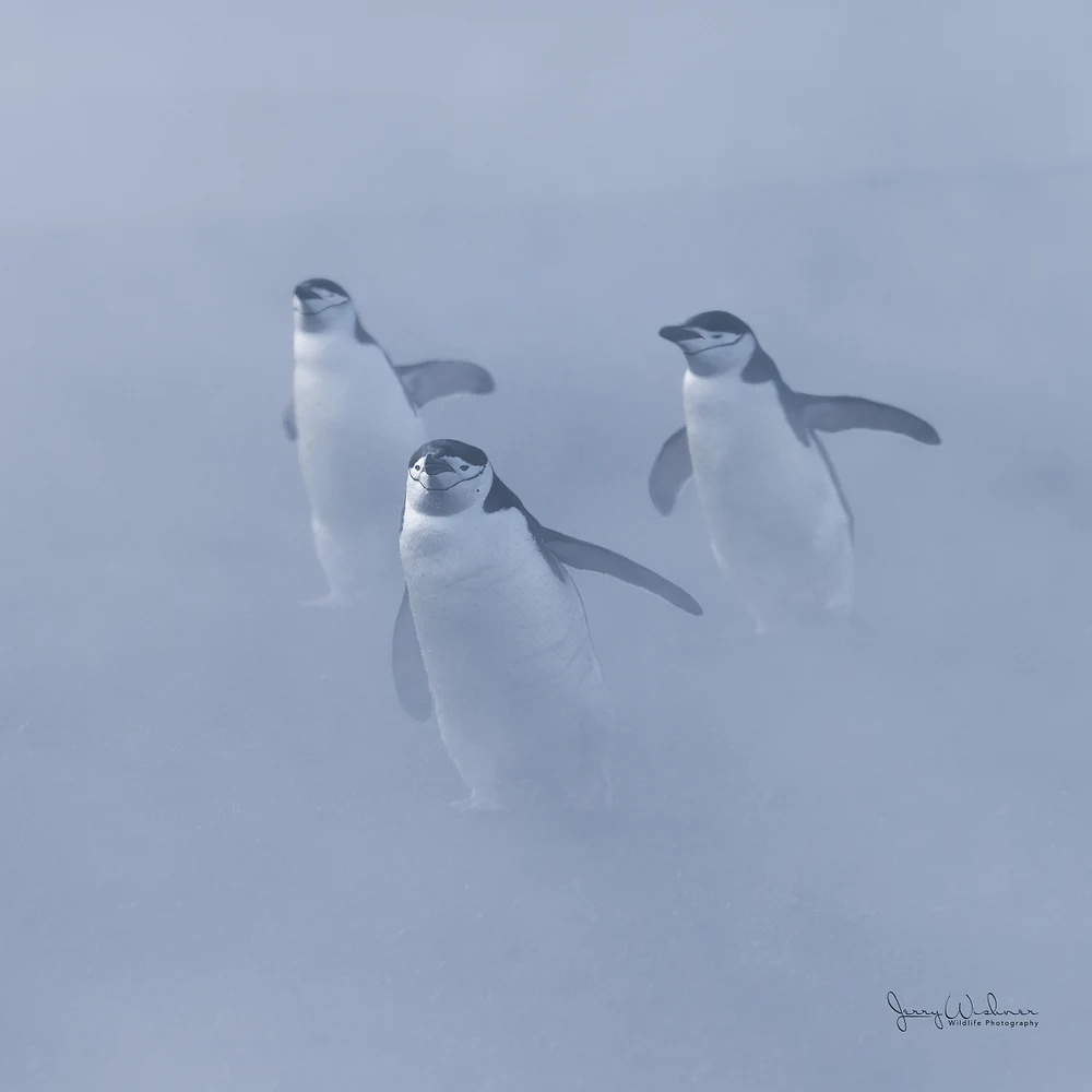 Antarctica_20221208_7166-Edit