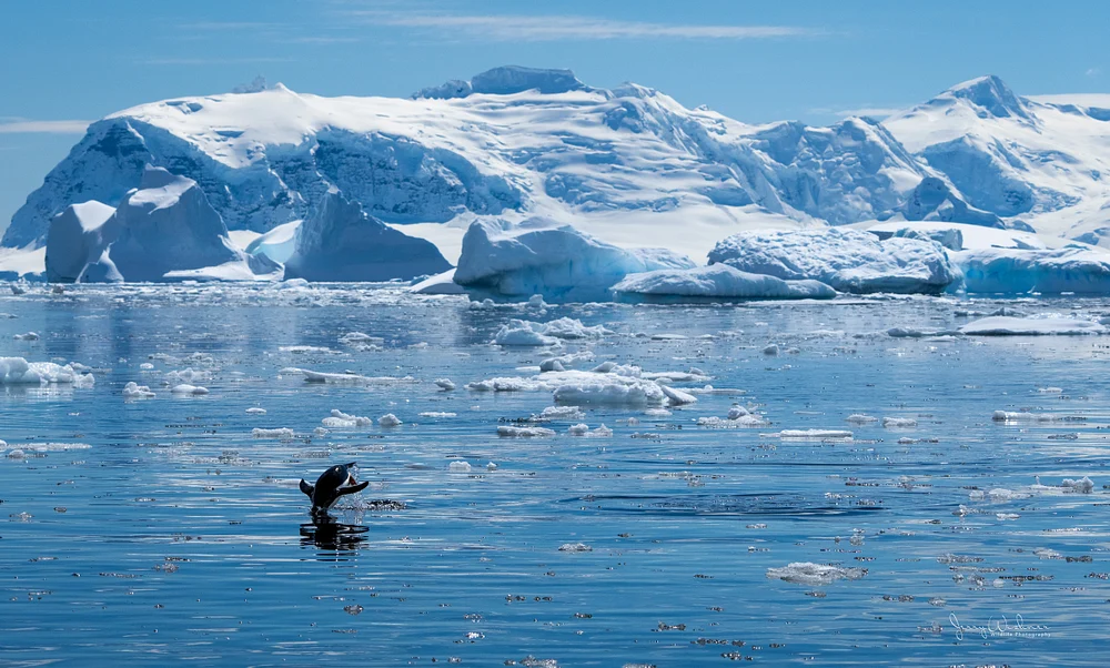 Antarctica_20221205_4129-Edit