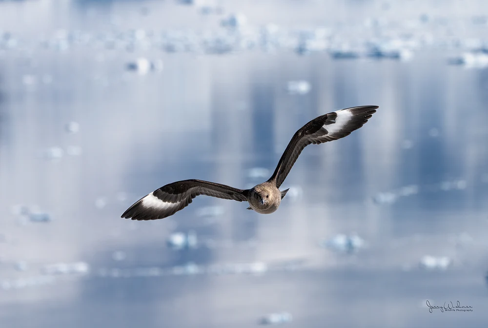 Antarctica_20221207_6278-Edit