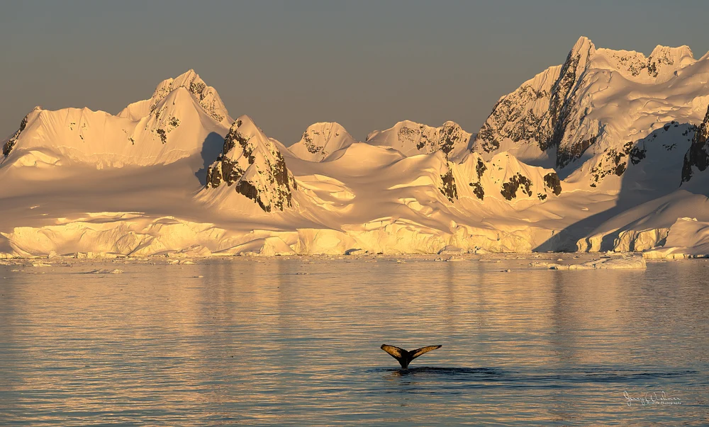 Antarctica_20221204_3207-Edit
