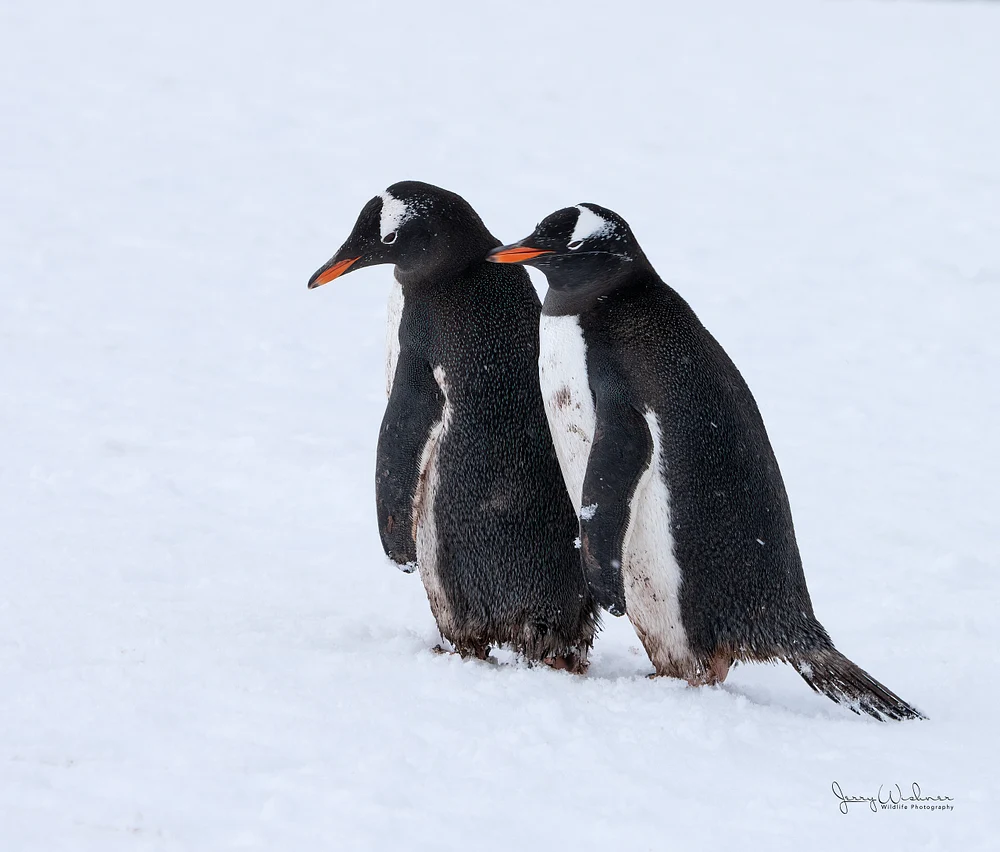 Antarctica_20221204_2112-Edit-Edit