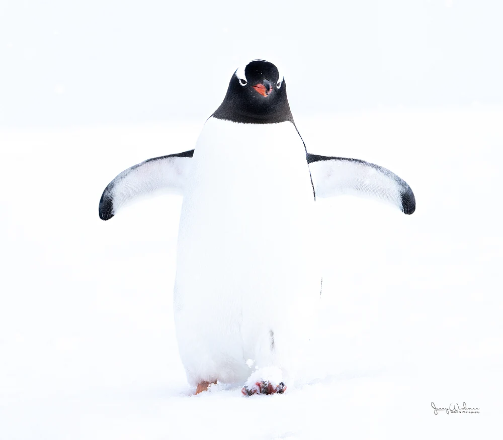 Antarctica_20221204_2092-Edit