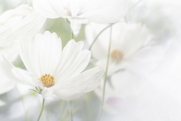Cosmos Flowers 2 - SLOANE SIKLOS PHOTOGRAPHY 