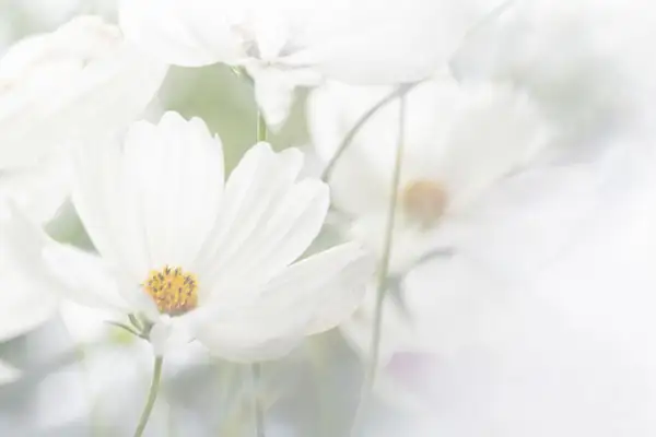 Cosmos Flowers 2 by jacquelynsloanesiklos