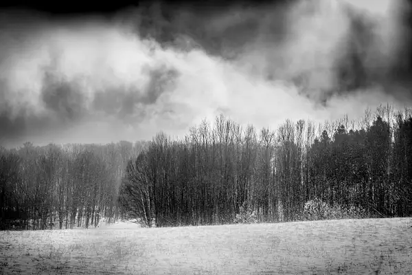 Treeline, near Collingwood by jacquelynsloanesiklos