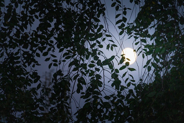 Moon rising, Toronto - SLOANE SIKLOS PHOTOGRAPHY 