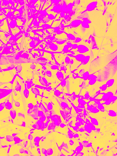 Pink Yellow Leaves - KENTER REED Photography & Design, LLC